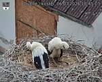 Capi_Dubne_20260706_184503.jpg
