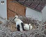 Capi_Dubne_20260706_185003.jpg