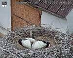 Capi_Dubne_20260706_190503.jpg