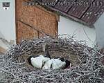 Capi_Dubne_20260706_191003.jpg