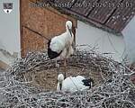 Capi_Dubne_20260706_192003.jpg