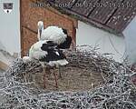 Capi_Dubne_20260706_192502.jpg
