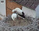 Capi_Dubne_20260706_193003.jpg