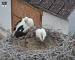 Capi_Dubne_20260706_193504.jpg