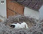 Capi_Dubne_20260706_195003.jpg