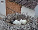 Capi_Dubne_20260706_195503.jpg
