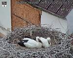 Capi_Dubne_20260706_200003.jpg