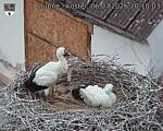 Capi_Dubne_20260706_201003.jpg