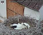 Capi_Dubne_20260706_201503.jpg