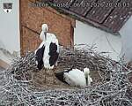 Capi_Dubne_20260706_202003.jpg