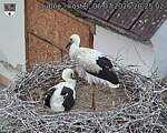 Capi_Dubne_20260706_202502.jpg