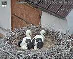 Capi_Dubne_20260706_203003.jpg