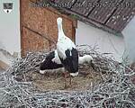 Capi_Dubne_20260706_205003.jpg
