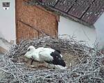 Capi_Dubne_20260706_205503.jpg
