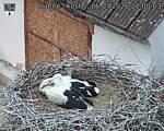 Capi_Dubne_20260706_210003.jpg