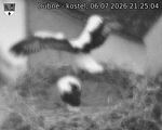 Capi_Dubne_20260706_212504.jpg