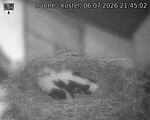 Capi_Dubne_20260706_214502.jpg