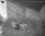 Capi_Dubne_20260706_215002.jpg