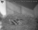 Capi_Dubne_20260706_221002.jpg