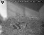 Capi_Dubne_20260706_221502.jpg