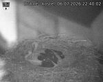 Capi_Dubne_20260706_224002.jpg