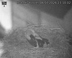 Capi_Dubne_20260706_231002.jpg