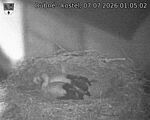Capi_Dubne_20260707_010502.jpg