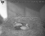 Capi_Dubne_20260707_020003.jpg