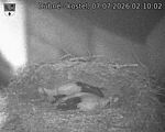 Capi_Dubne_20260707_021002.jpg