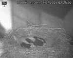 Capi_Dubne_20260707_022502.jpg