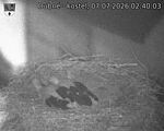 Capi_Dubne_20260707_024003.jpg