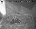 Capi_Dubne_20260707_030002.jpg