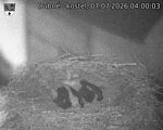 Capi_Dubne_20260707_040003.jpg