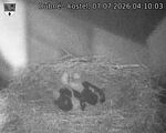 Capi_Dubne_20260707_041003.jpg