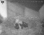 Capi_Dubne_20260707_041502.jpg