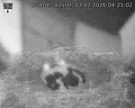 Capi_Dubne_20260707_042502.jpg
