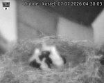 Capi_Dubne_20260707_043003.jpg