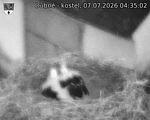 Capi_Dubne_20260707_043503.jpg