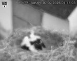 Capi_Dubne_20260707_044503.jpg