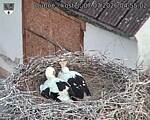 Capi_Dubne_20260707_045502.jpg