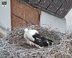 Capi_Dubne_20260707_050503.jpg