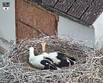 Capi_Dubne_20260707_051004.jpg