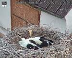 Capi_Dubne_20260707_051504.jpg