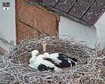 Capi_Dubne_20260707_052004.jpg
