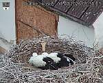 Capi_Dubne_20260707_053003.jpg