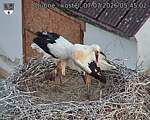 Capi_Dubne_20260707_054502.jpg