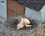 Capi_Dubne_20260707_055003.jpg