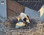 Capi_Dubne_20260707_060003.jpg