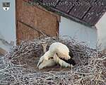 Capi_Dubne_20260707_060504.jpg