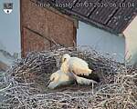 Capi_Dubne_20260707_061004.jpg